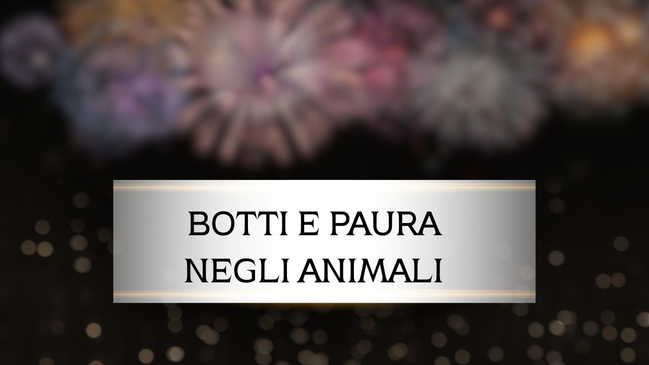 Botti di fine anno e paura negli animali: come proteggere cani e gatti