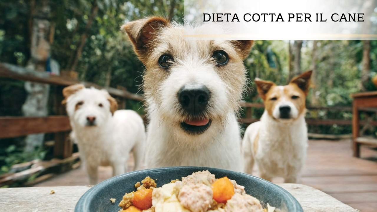 Come preparare una dieta casalinga cotta per il cane